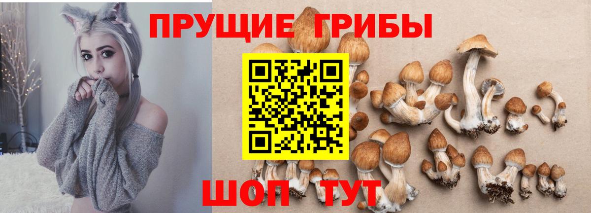 Родники  Псилоцибиновые грибы прущие грибы  Вход с VPN 